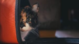 united airlines pet travel — calico cat peeking out of a soft-sided airline carrier before a flight