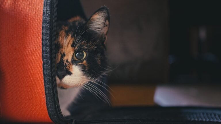 united airlines pet travel — calico cat peeking out of a soft-sided airline carrier before a flight
