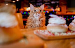 4 Fun Ways To Spoil Your Cat