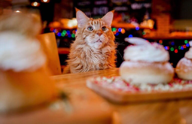 4 Fun Ways To Spoil Your Cat