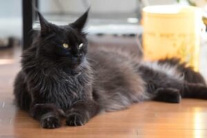 Black Smoke Maine Coon