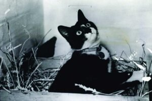 Famous Cats in History
