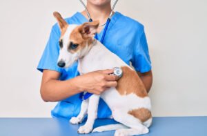 How Do I Know If My Dog Needs Emergency Vet Care Right Now