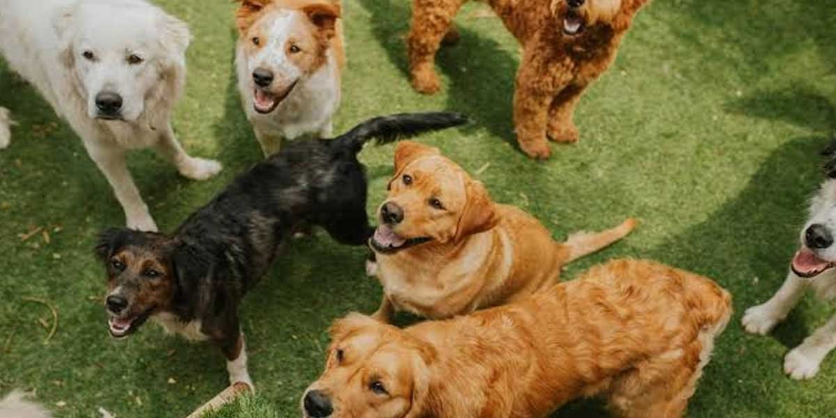 How Dog Daycare Can Enhance Your Pup's Social Skills