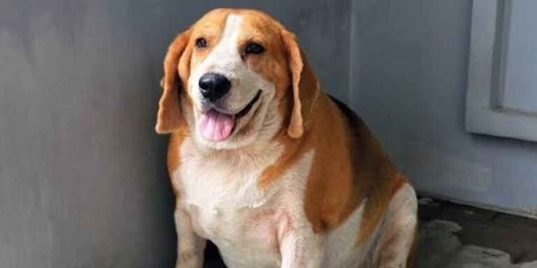 How to Tell If Your Dog Is at a Healthy Weight