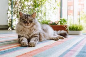 How to Tell if Your Cat Is a Maine Coon Mix
