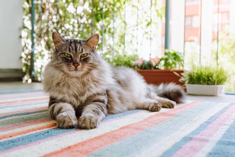 How to Tell if Your Cat Is a Maine Coon Mix