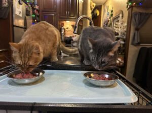 Is Viva Raw the Right Fresh Food Choice for Your Cat