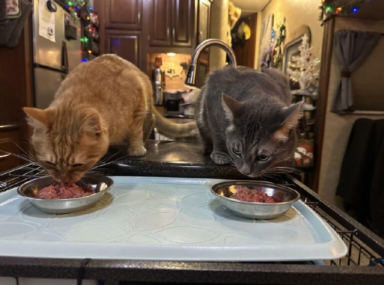 Is Viva Raw the Right Fresh Food Choice for Your Cat