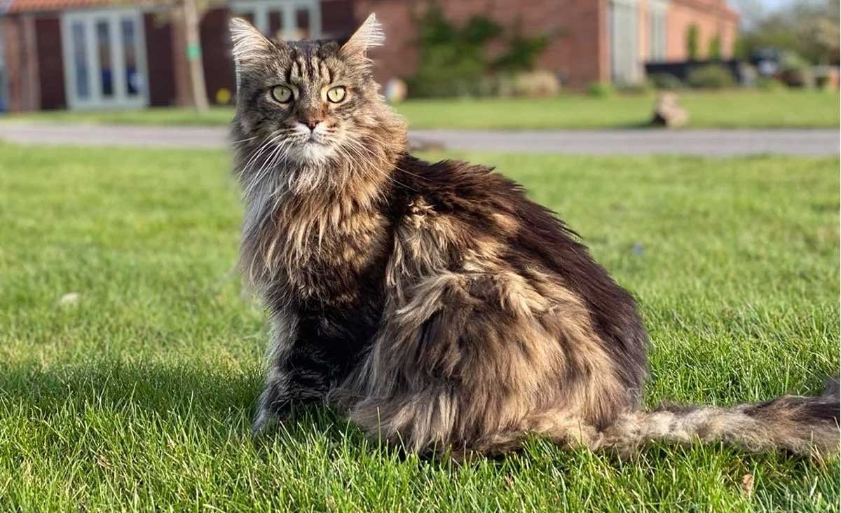 Maine Coon Tabby Mix
