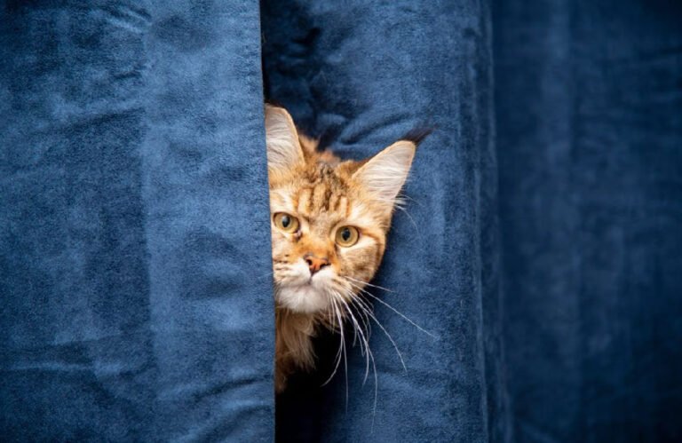 Peculiar Cat Behaviors Explained: What Your Cat Is Really Doing