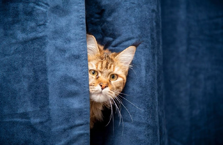 Peculiar Cat Behaviors Explained: What Your Cat Is Really Doing