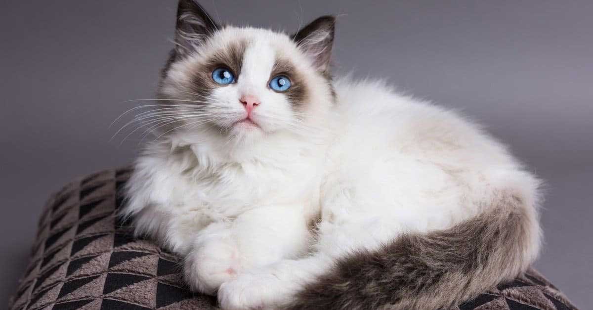 Ragdoll Cat Lifespan