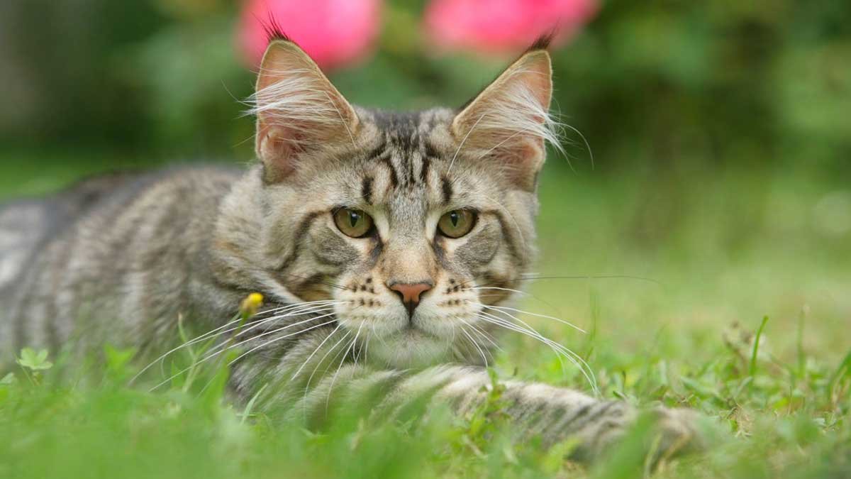 Royal Canin Maine Coon