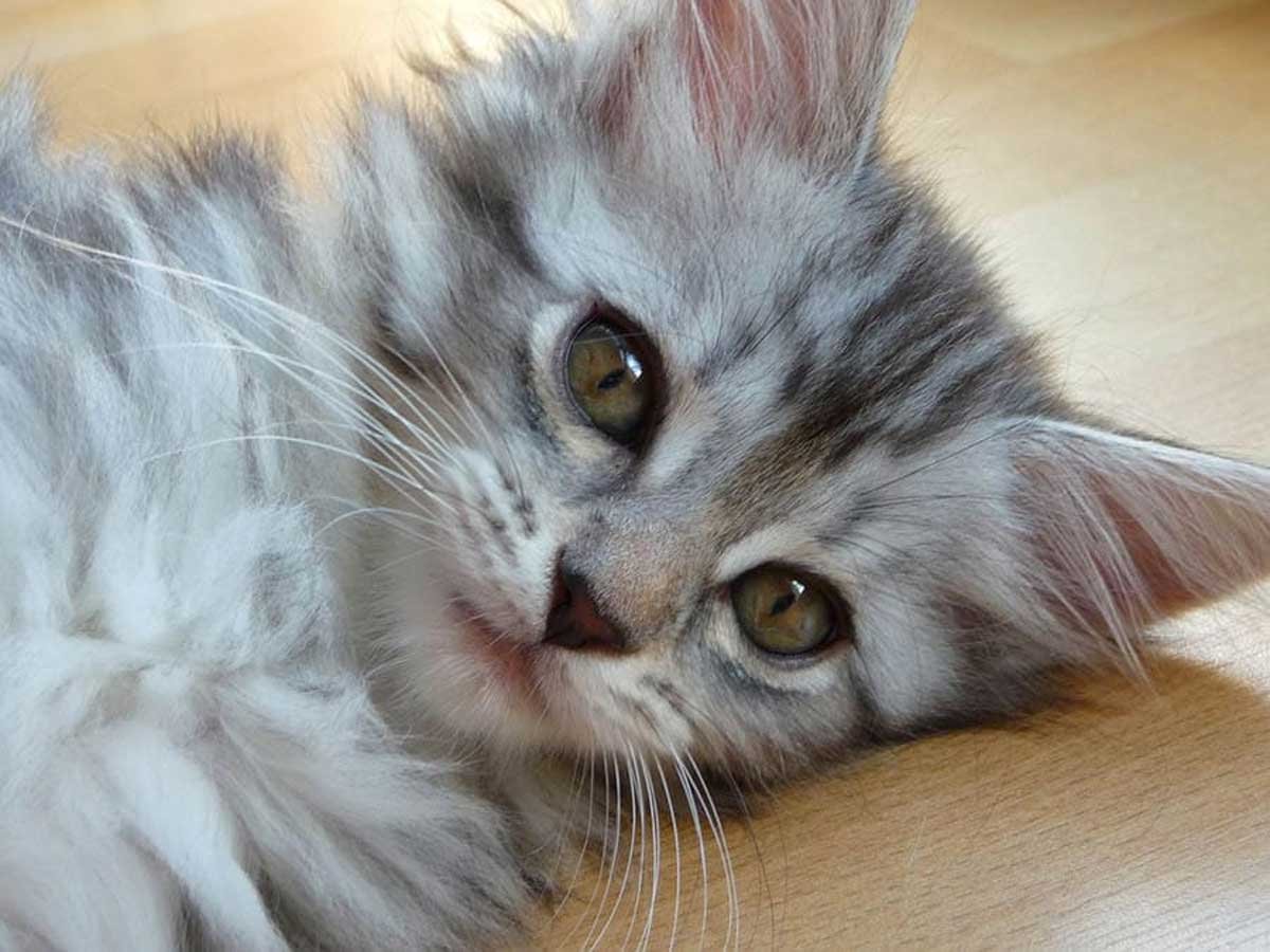 Silver Maine Coon