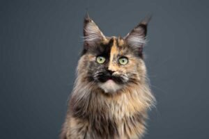 Tortoiseshell Maine Coon
