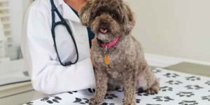 What AAHA Accreditation Means for Your Pet's Care