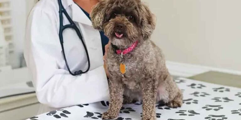 What AAHA Accreditation Means for Your Pet's Care