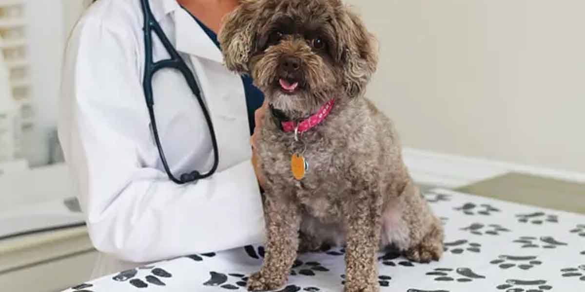 What AAHA Accreditation Means for Your Pet's Care