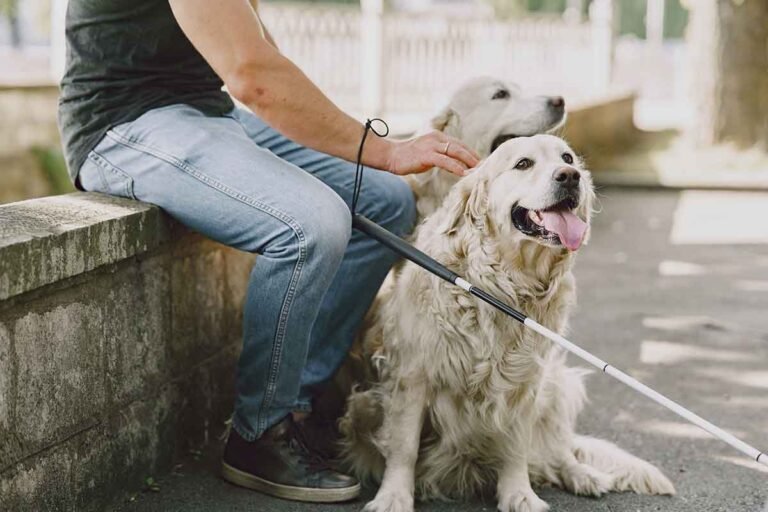 What-Domesticated-Animals-Serve-as-the-Best-Companions-for-Patients-Associated-With-Independent-Living