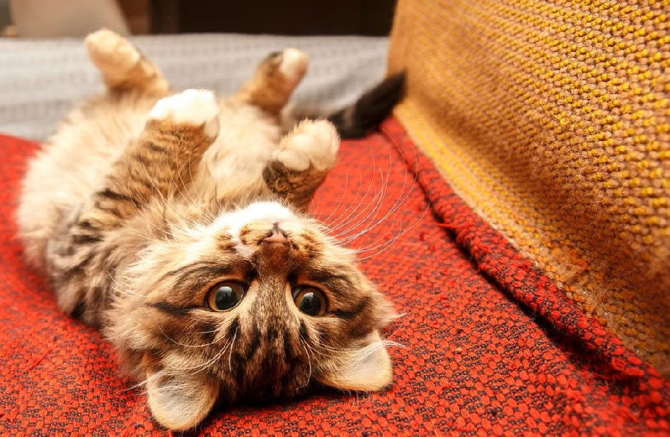 What These Odd Cat Behaviors Usually Mean