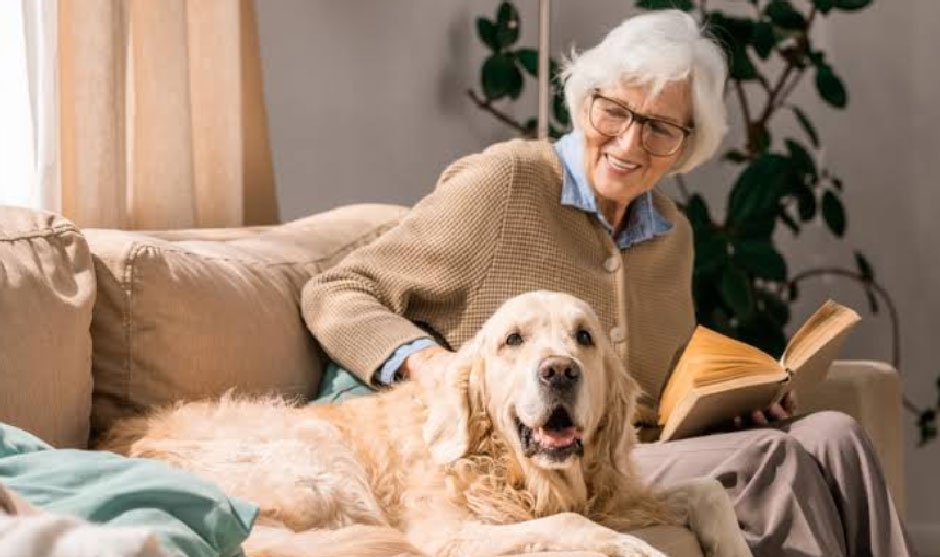 When to Adopt a Senior Dog: The Best Seasons and Timing for Your Home