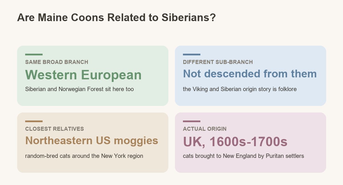 are maine coons just siberian cats