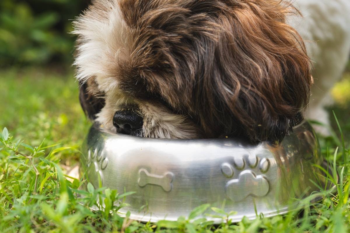 Can you freeze fresh pet dog food: a dog finishing a bowl of refrigerated fresh food outdoors