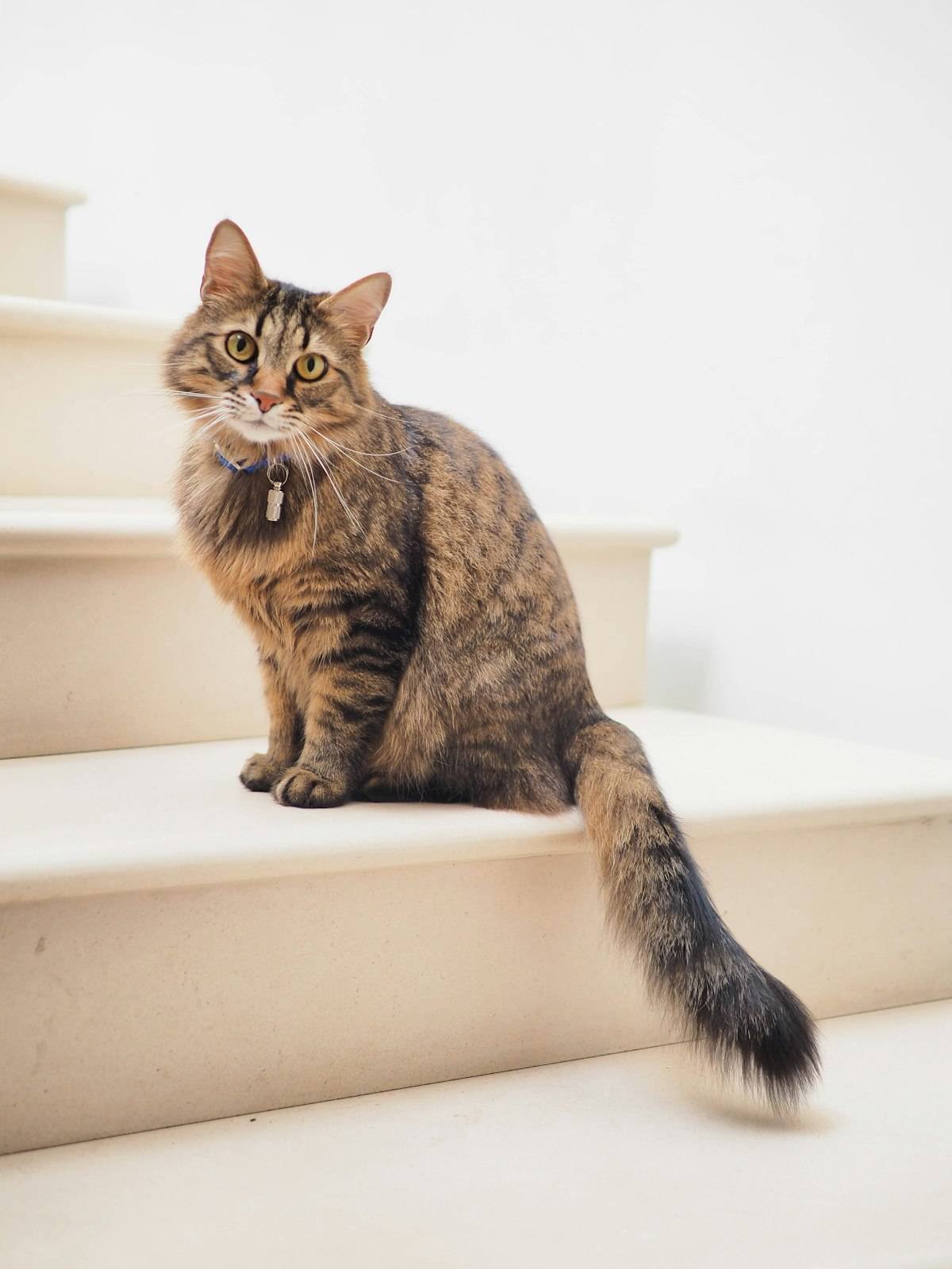 Long-haired tabby cat sitting upright on pale stone steps with its tail extended, in a composed portrait pose