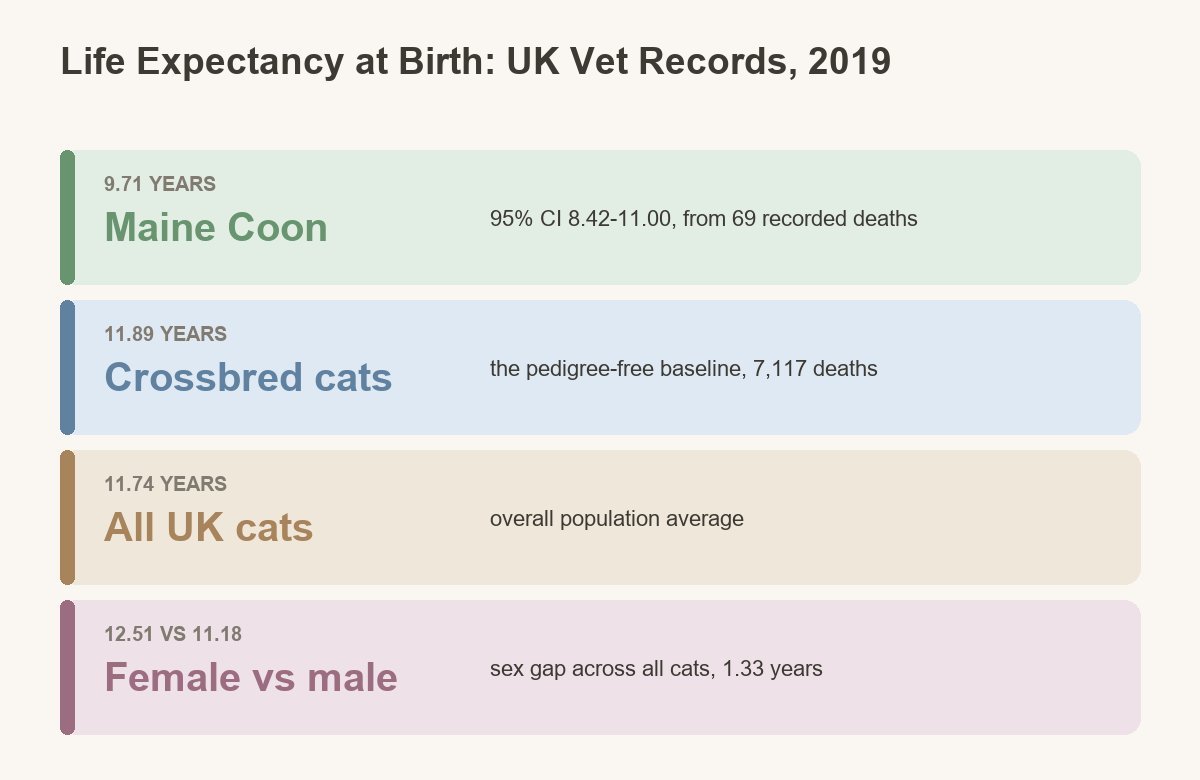 how long do maine coons actually live