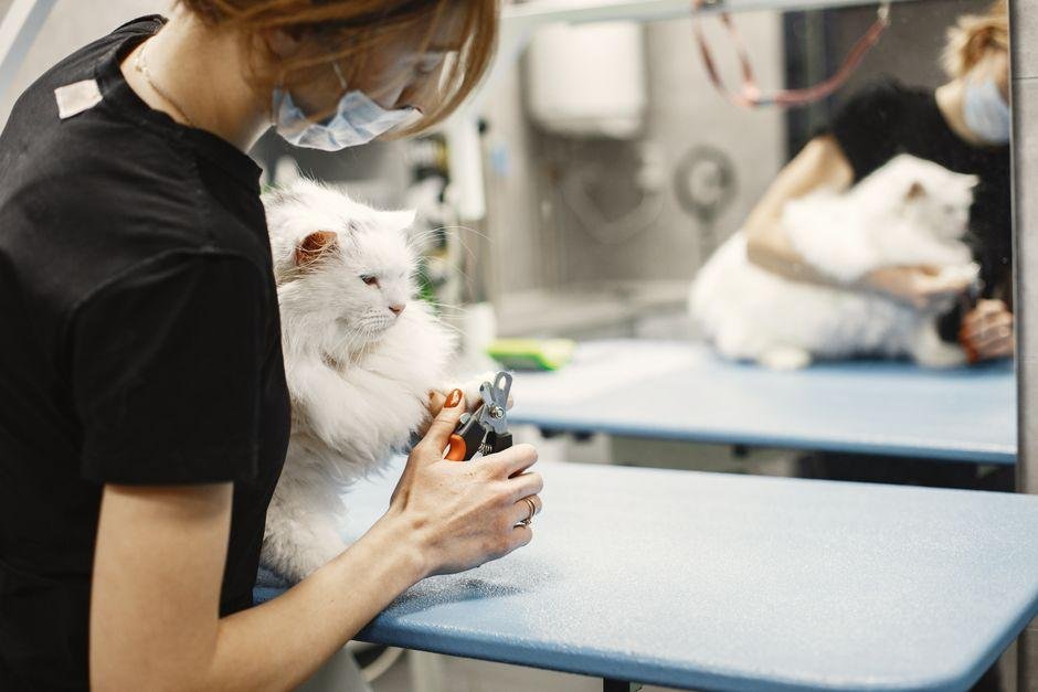 how-to-keep-your-maine-coon-healthy-and-happy-for-1