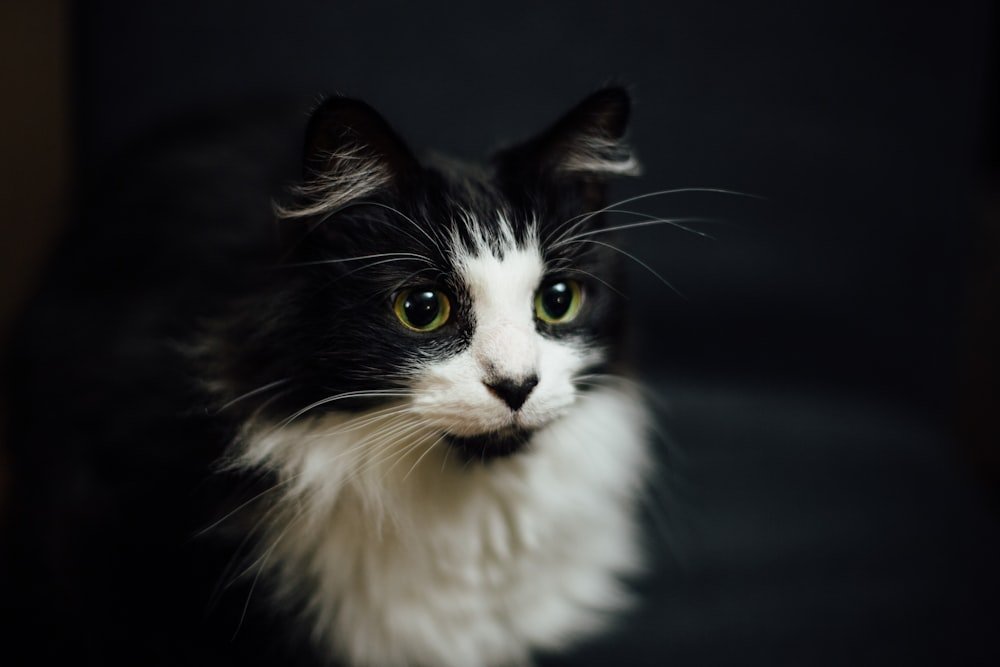 is your tuxedo cat part maine coon
