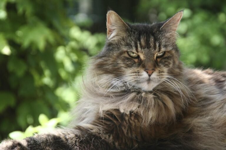 Mature Maine Coon with a heavy grey ruff and tufted ears resting outdoors in dappled light