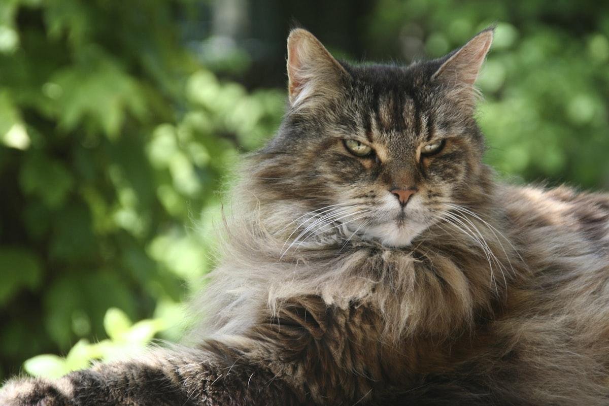 Mature Maine Coon with a heavy grey ruff and tufted ears resting outdoors in dappled light