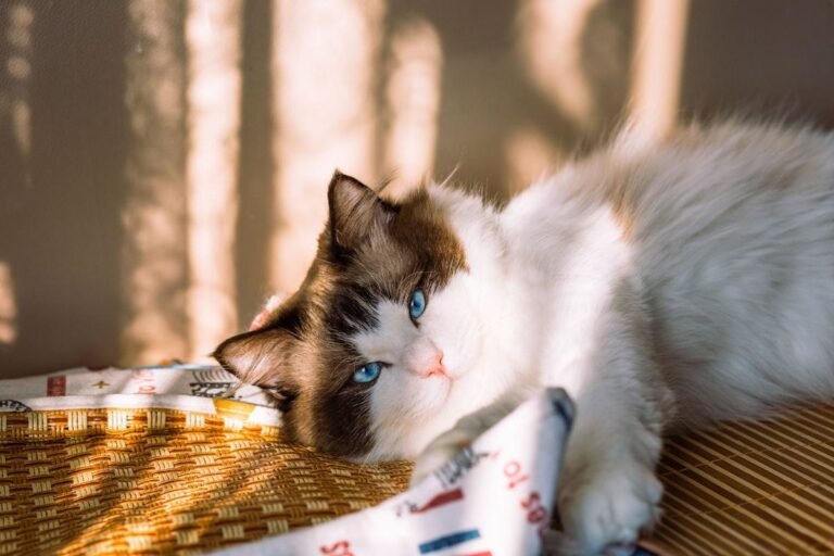 Seal bicolour Ragdoll cat with blue eyes lying in warm sunlight on a woven mat