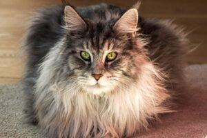 Silver Maine Coon with green eyes, lynx-tipped ears and a pale ruff showing tipped silver fur