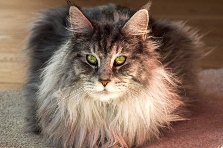 Silver Maine Coon with green eyes, lynx-tipped ears and a pale ruff showing tipped silver fur