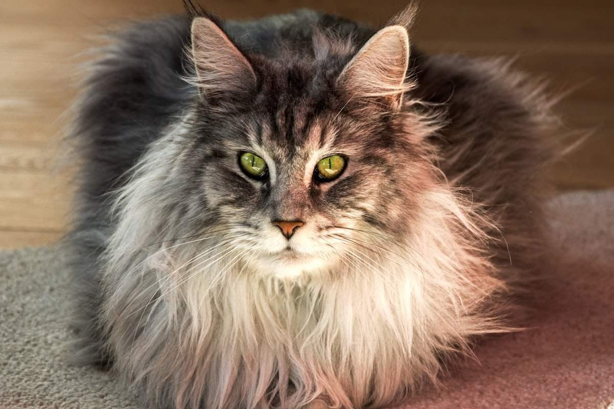 Silver Maine Coon with green eyes, lynx-tipped ears and a pale ruff showing tipped silver fur