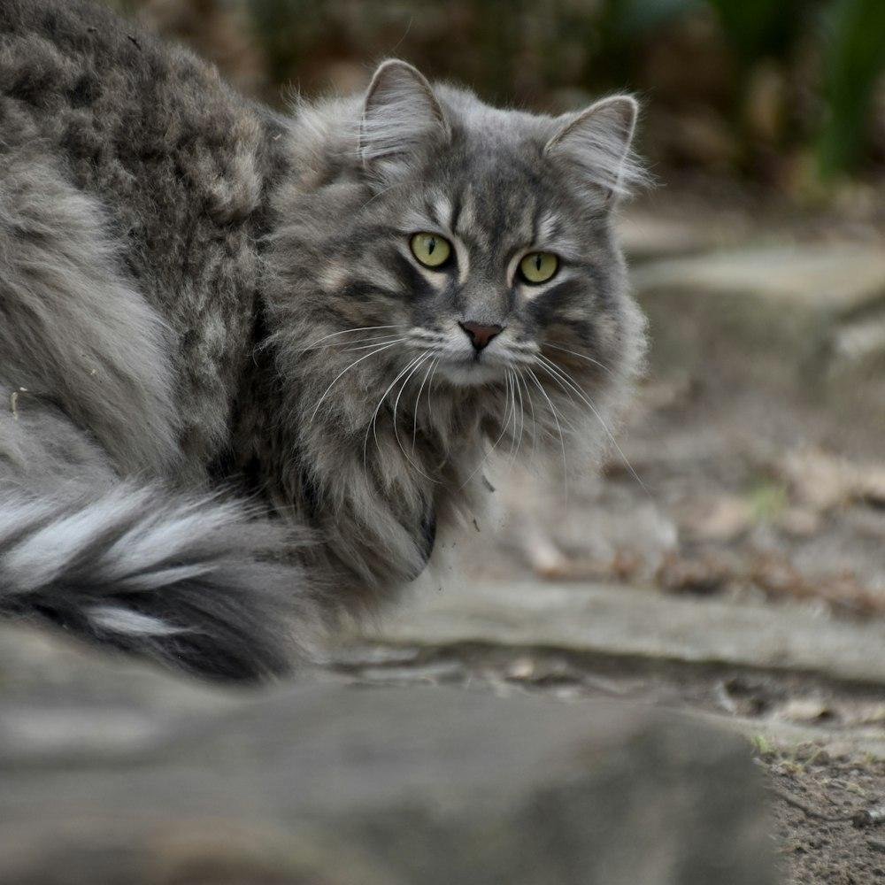 silver tabby shaded chinchilla and smoke