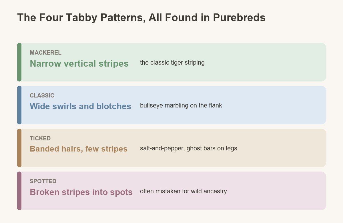 the four patterns and why the spotted one causes trouble