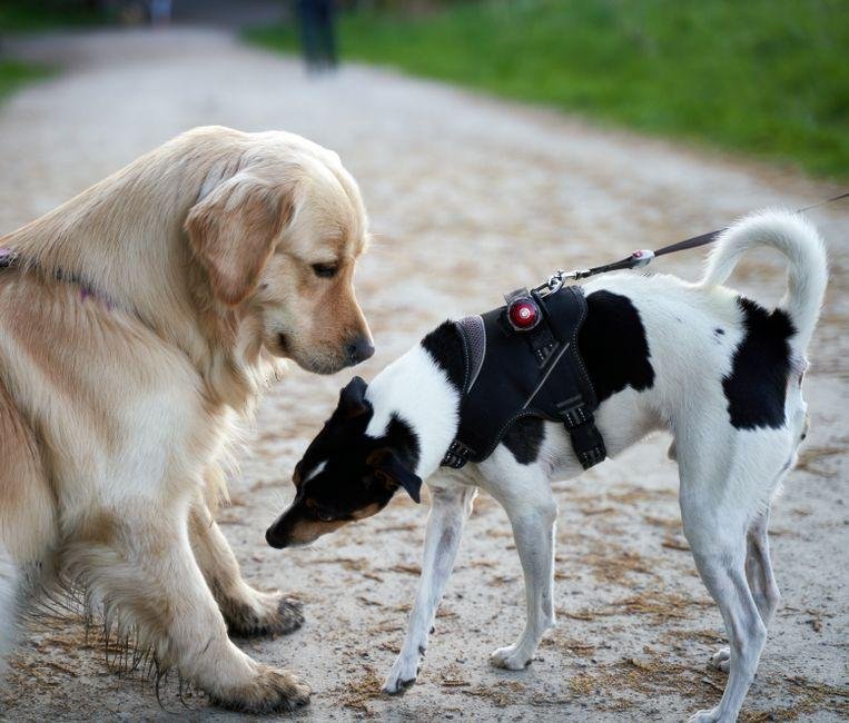 the-science-behind-your-dogs-funniest-behaviors-1