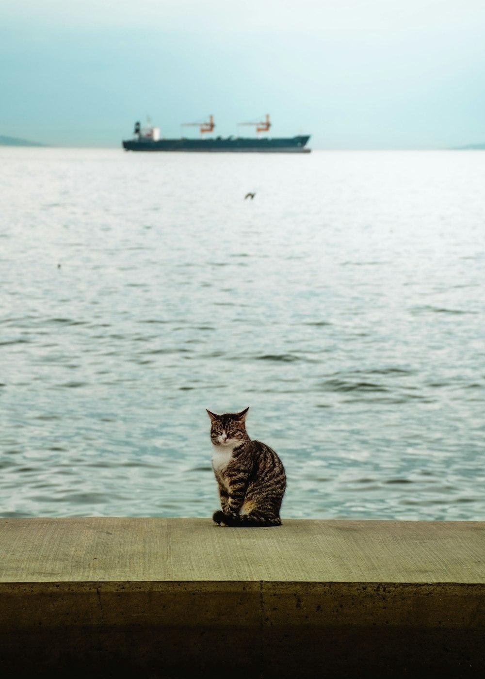 the ships cats