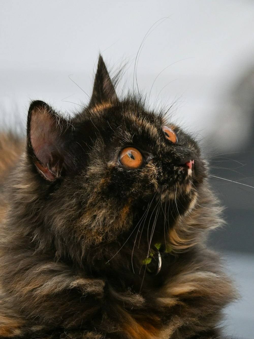 tortie torbie dilute or calico reading the coat
