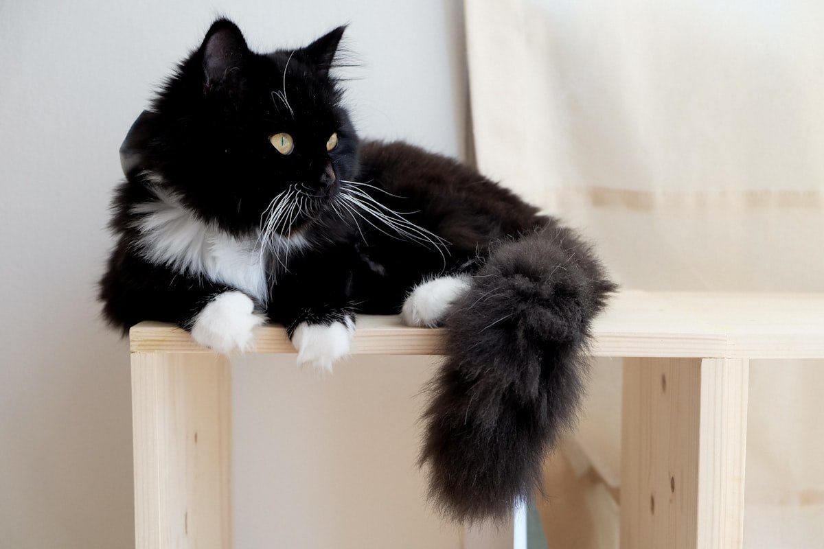 Longhair tuxedo Maine Coon type cat with white paws and a thick plumed tail resting on a wooden bench