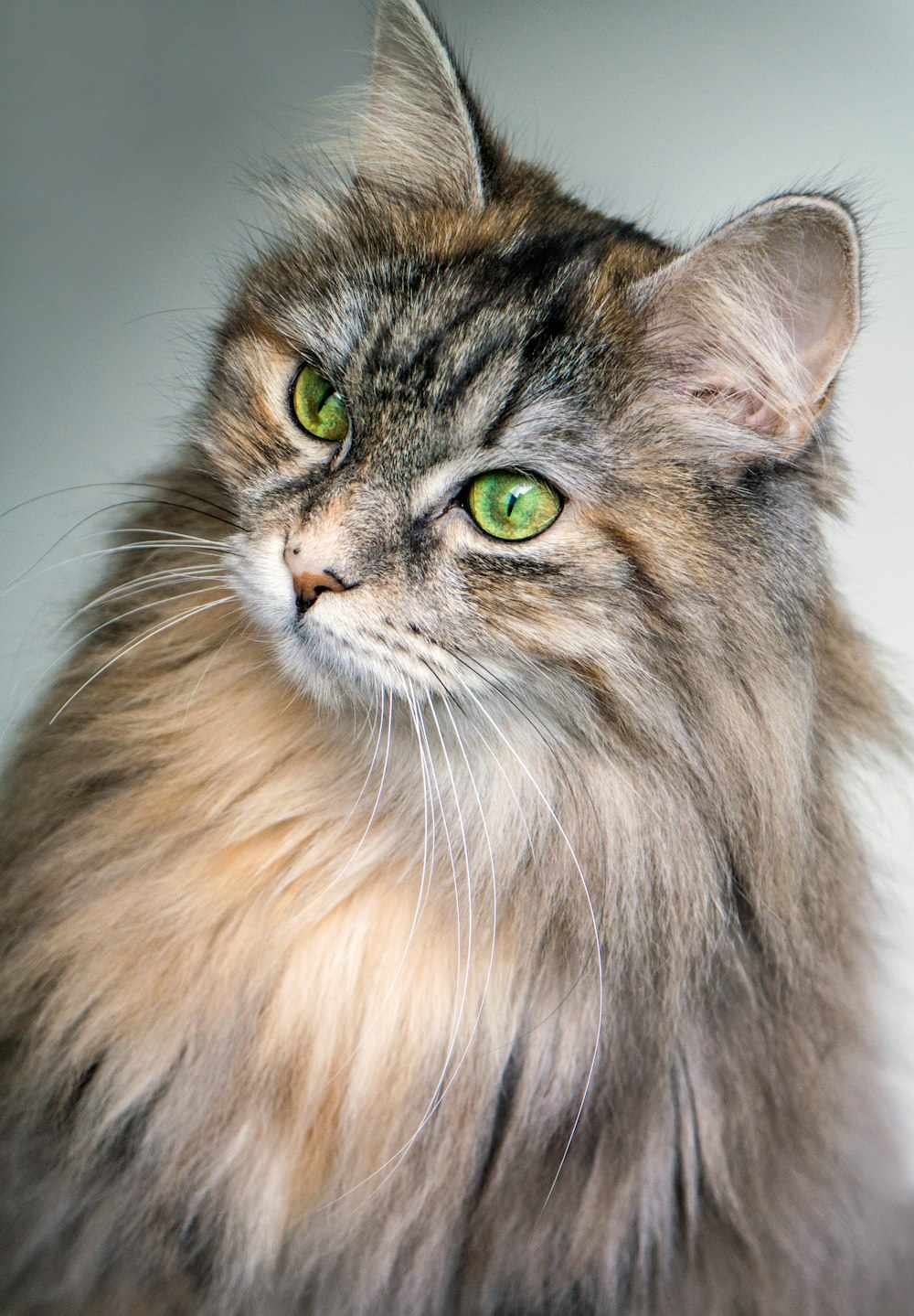 what people actually mean by a tabby mix