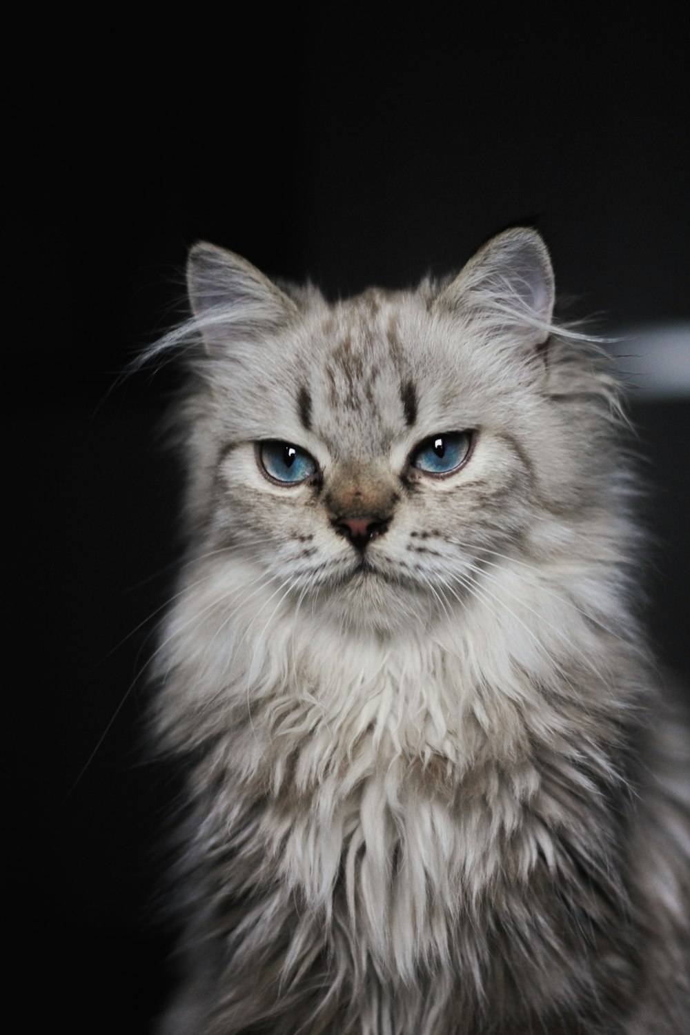 what ragdolls actually get treated for