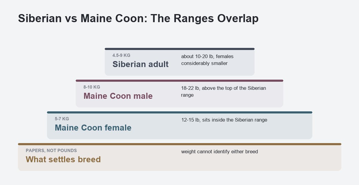 which is bigger a siberian or a maine coon