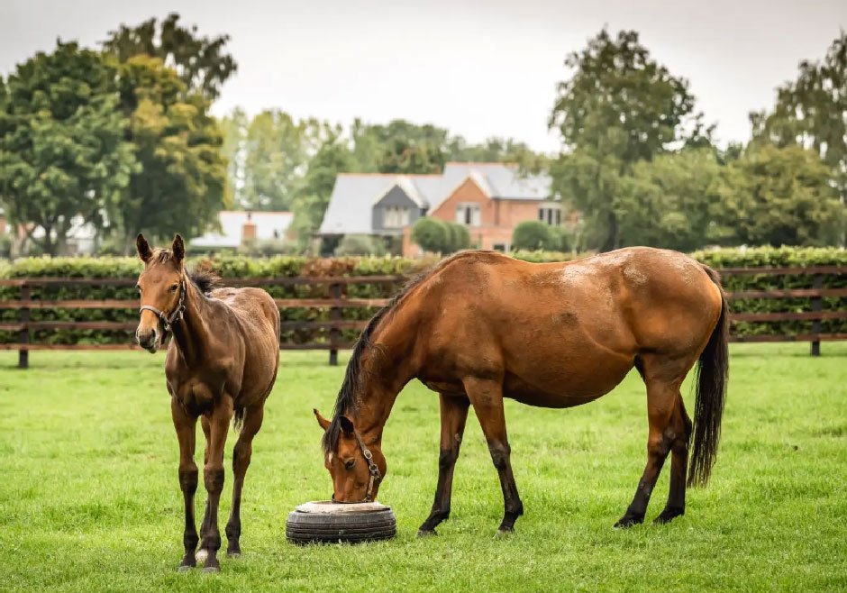 Best Bone Supplement for Horses