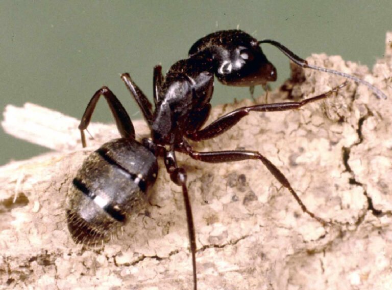 How to Identify and Protect Your Home From Common Ant Species: A Step-by-Step Guide fo