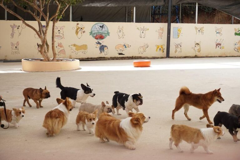 how-to-keep-your-dog-safe-comfortable-and-happy-wh-1